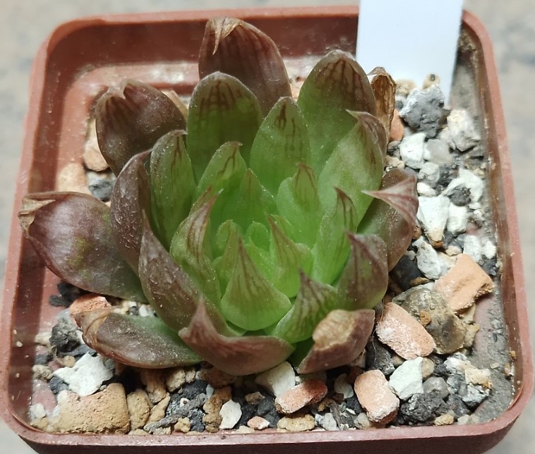 6212 Haworthia mucronata var. morrisiae