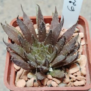 6213 Haworthia vlokii TL