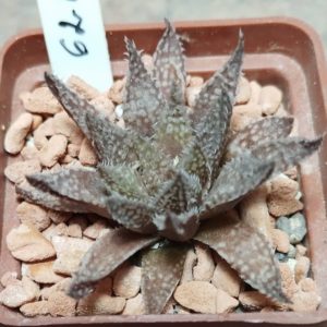 6215 Haworthia herbacea x esterhuisenii