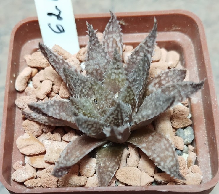6215 Haworthia herbacea x esterhuisenii