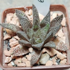 6217 Haworthia herbacea x esterhuisenii