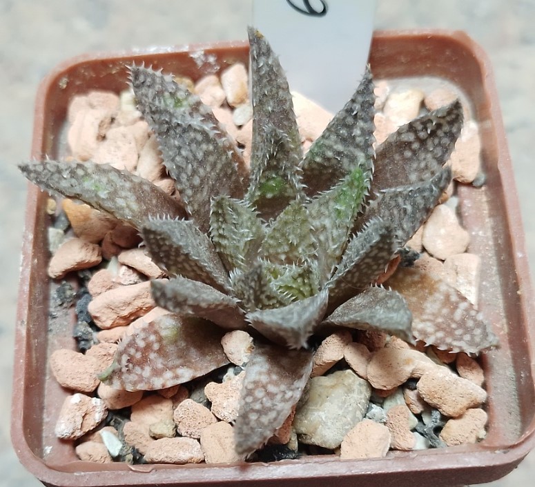 6217 Haworthia herbacea x esterhuisenii