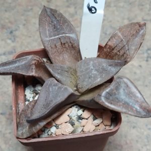 6218 Haworthia comptoniana