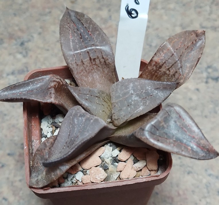 6218 Haworthia comptoniana