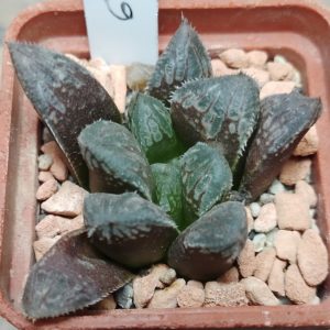 6221 Haworthia cooperi x 'Kegazato' hybrid