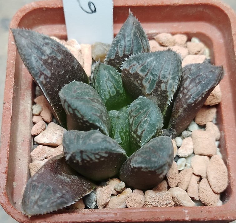 6221 Haworthia cooperi x 'Kegazato' hybrid