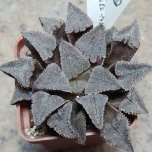 6223 Haworthia 'Kegazato' x picta hybrid