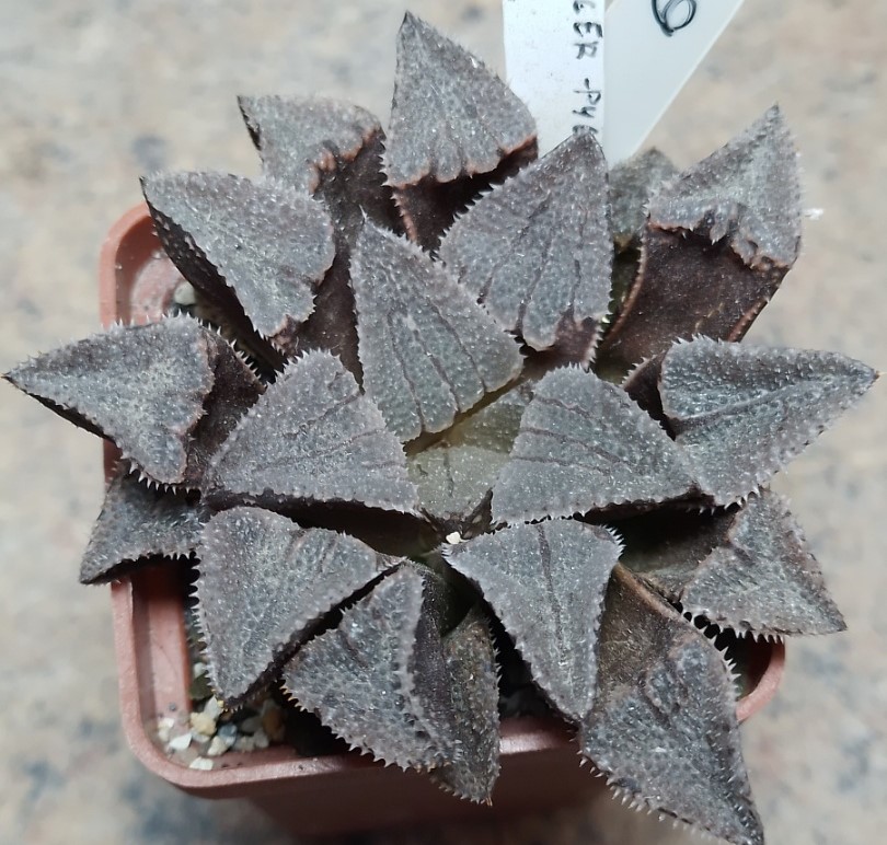 6223 Haworthia 'Kegazato' x picta hybrid