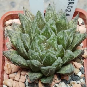 6224 Haworthia luteorosea hybrid
