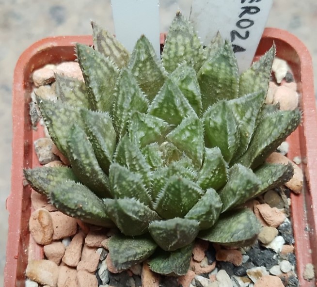 6224 Haworthia luteorosea hybrid