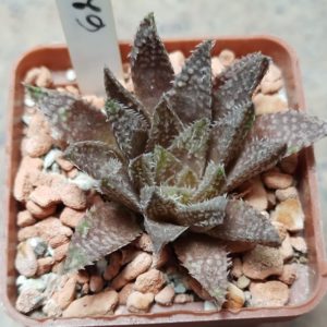 6228 Haworthia herbacea x esterhuisenii