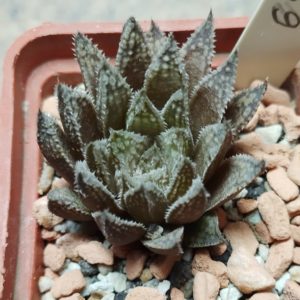 6229 Haworthia luteorosea hybrid