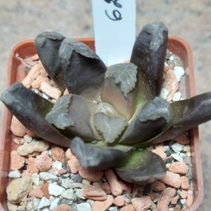 6230 Haworthia maughanii hybrid