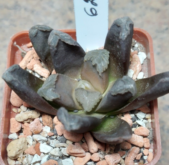 6230 Haworthia maughanii hybrid