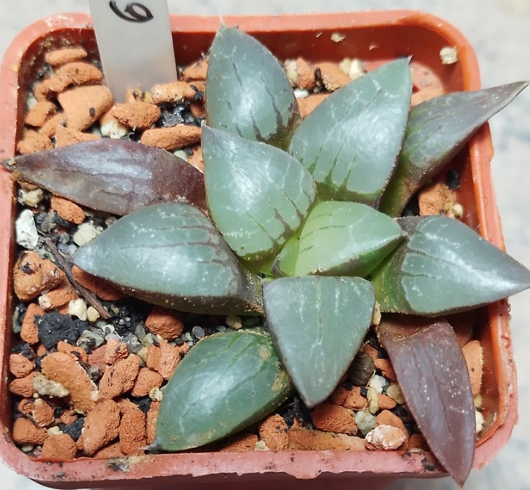 6232 Haworthia comptoniana x bayeri F2