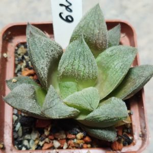 6233 Haworthia VVG30 x 'Smaragd'