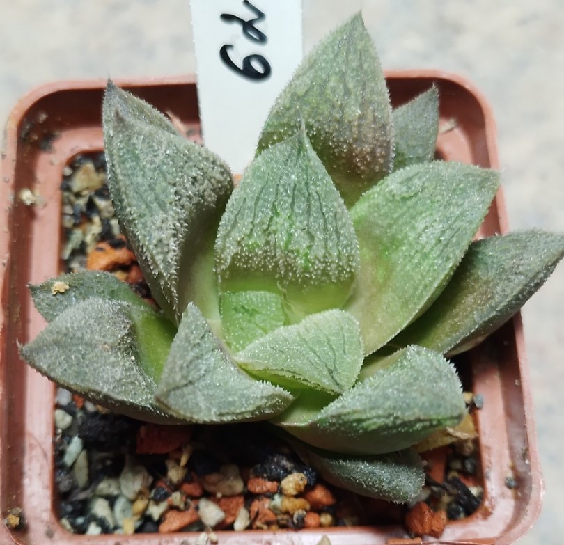 6233 Haworthia VVG30 x 'Smaragd'