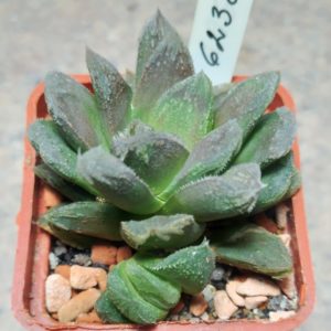 6238 Haworthia VVG30 x 'Smaragd'