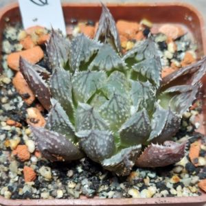 6247 Haworthia cooperi x 'Kegazato' F2