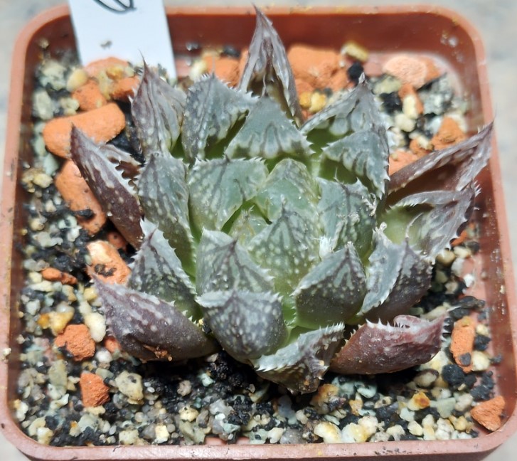 6247 Haworthia cooperi x 'Kegazato' F2
