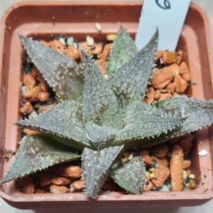 6250 Haworthia reticulata x 'Yulia'
