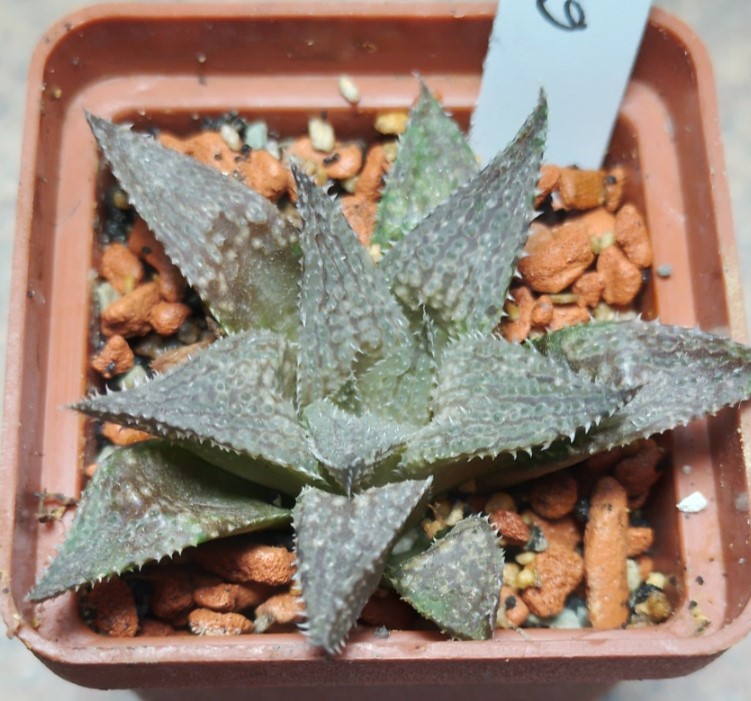 6250 Haworthia reticulata x 'Yulia'
