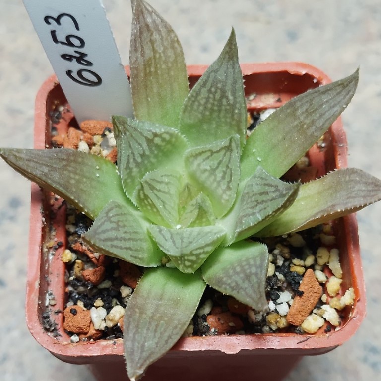 6253 Haworthia hybrid