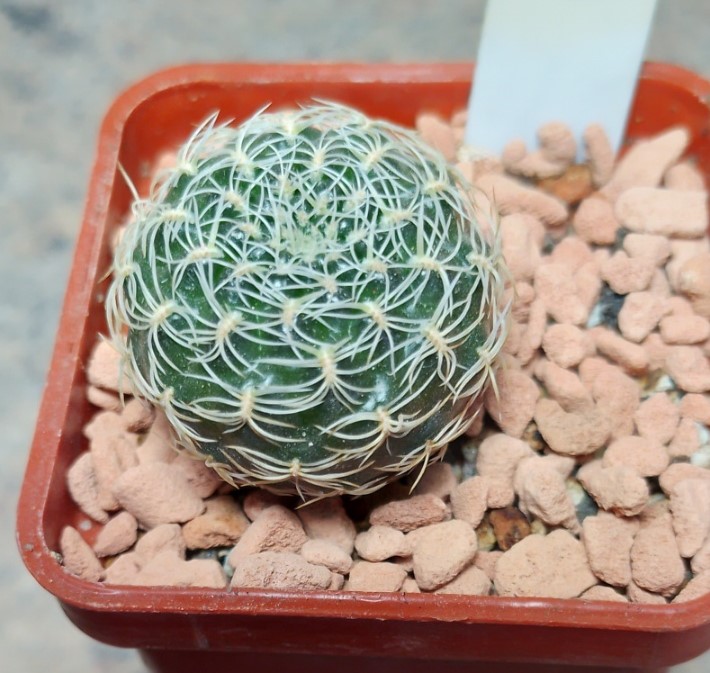 6269 Sulcorebutia roberto-vasquezii
