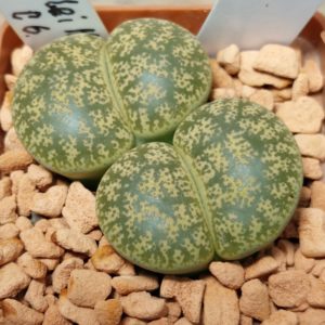6551 Lithops leslei v.minor C6 весь горщик , вік 7 років