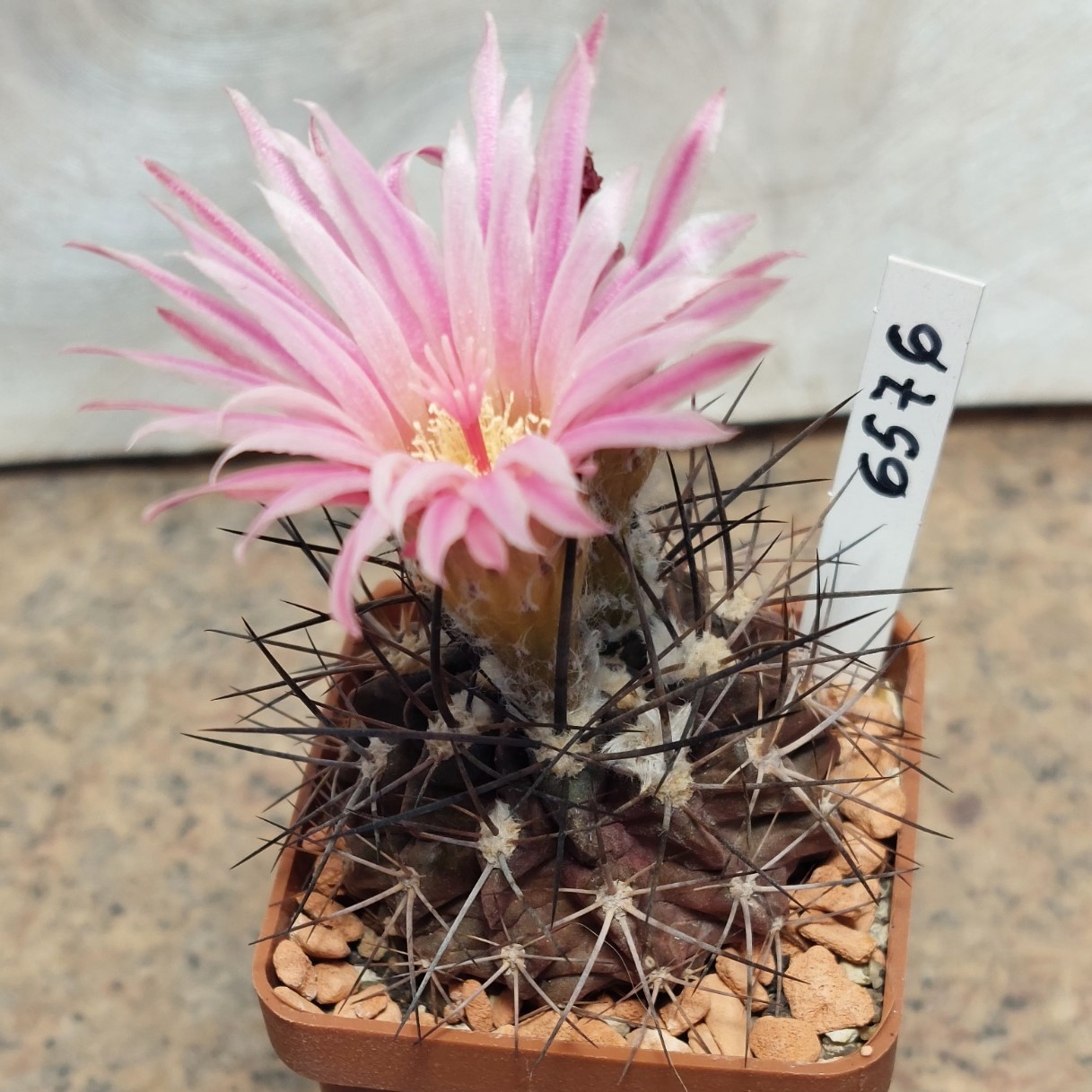 6576 Eriosyce taltalensis