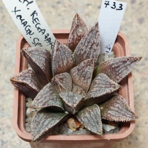 733 Haworthia 'Kegazato' x splendens