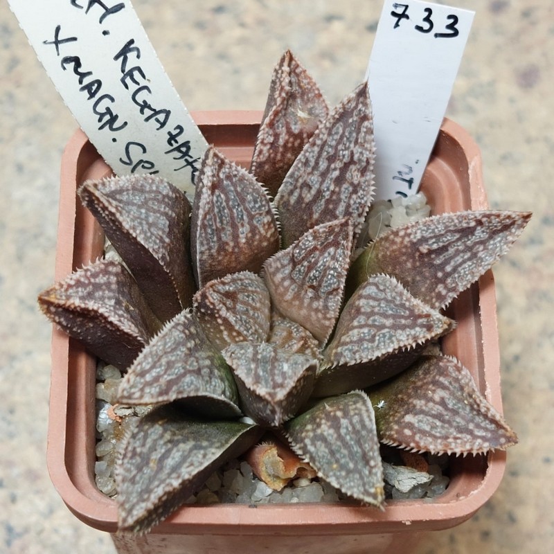 733 Haworthia 'Kegazato' x splendens