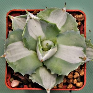 Agave-intermensis-mediopicta-alba-1