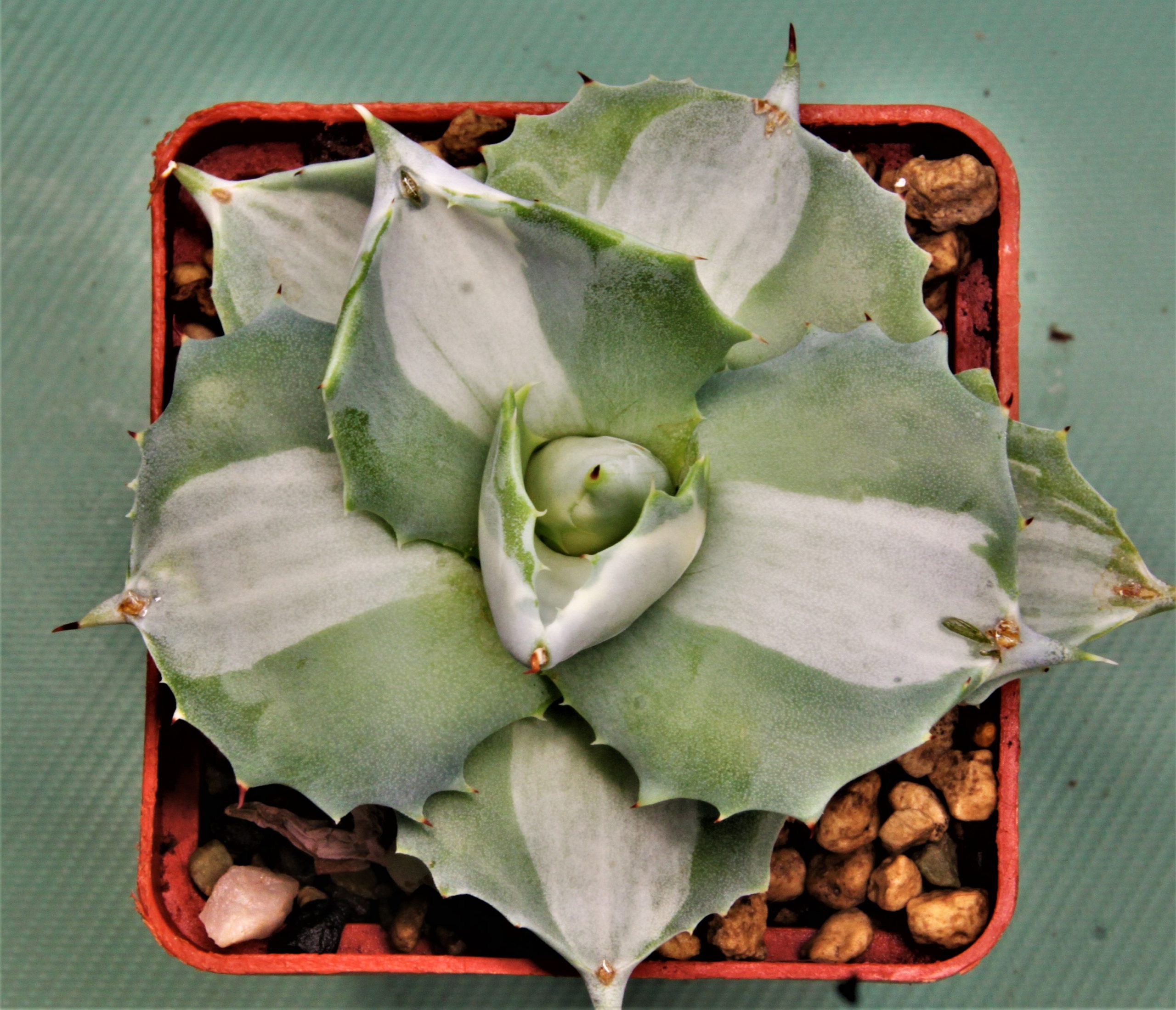 Agave-intermensis-mediopicta-alba-1
