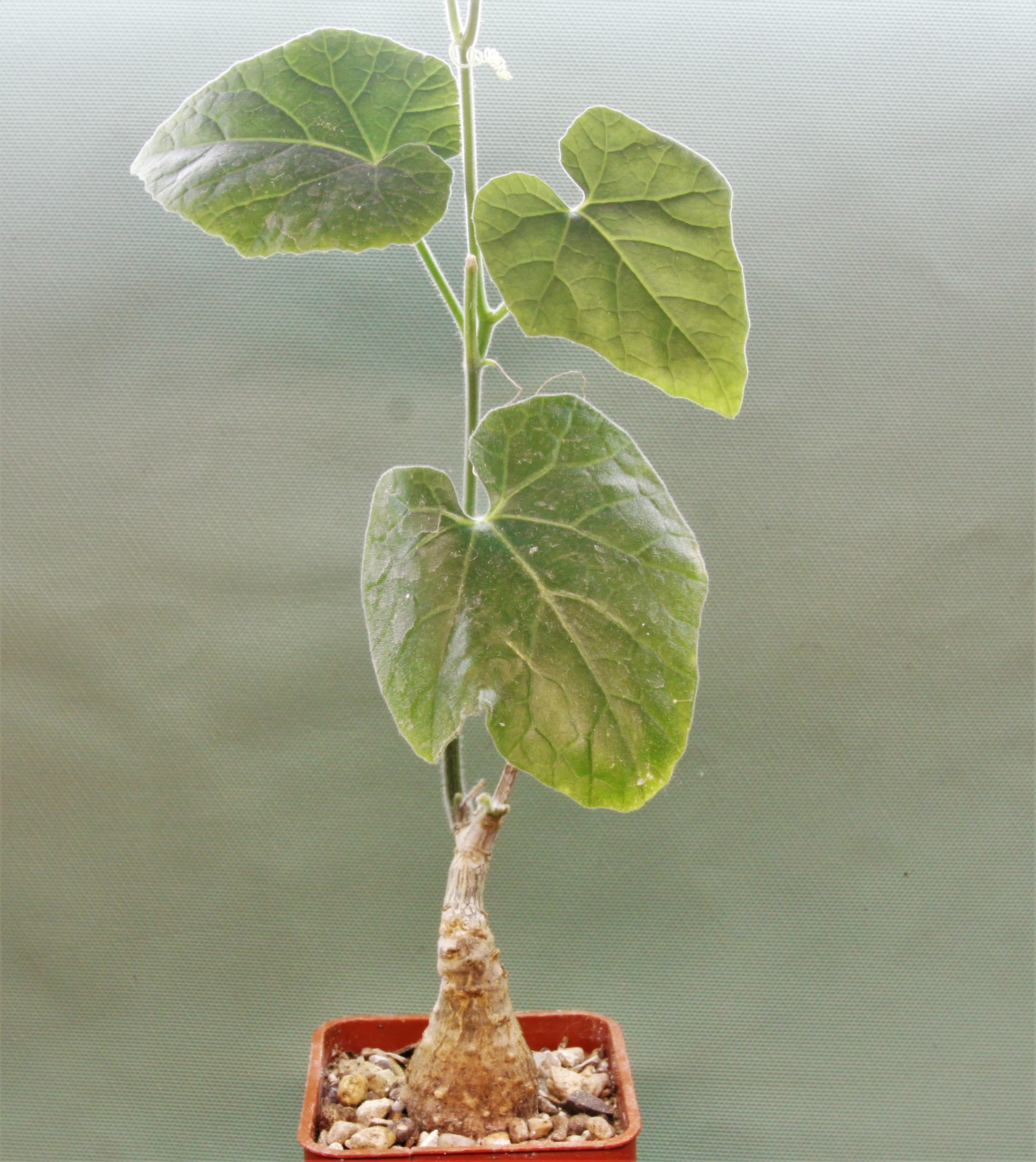 Corallocarpus-sp.-Tanzania-Iringa-prov.
