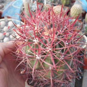Ferocactus grasilis SB 1280 - Rosario, BCN - MG -