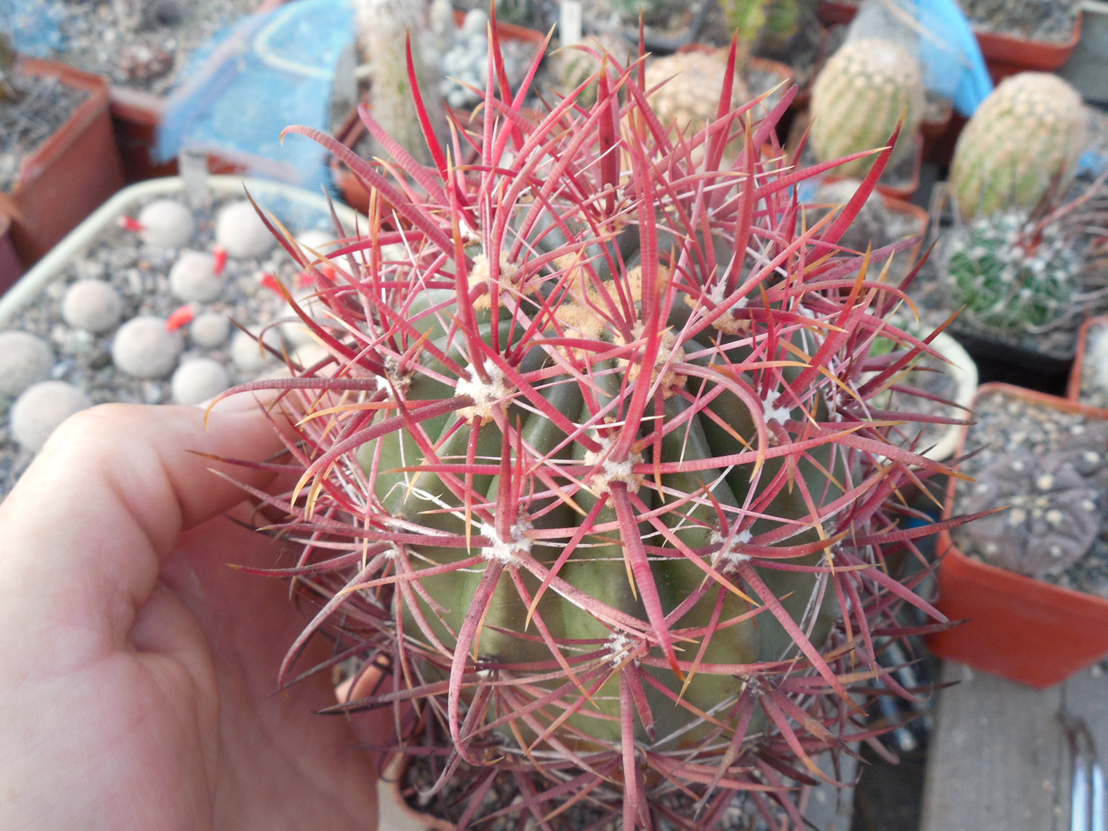 Ferocactus grasilis SB 1280 - Rosario, BCN - MG -