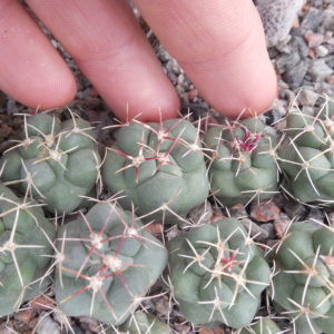 Thelocactus hexaedrophorus