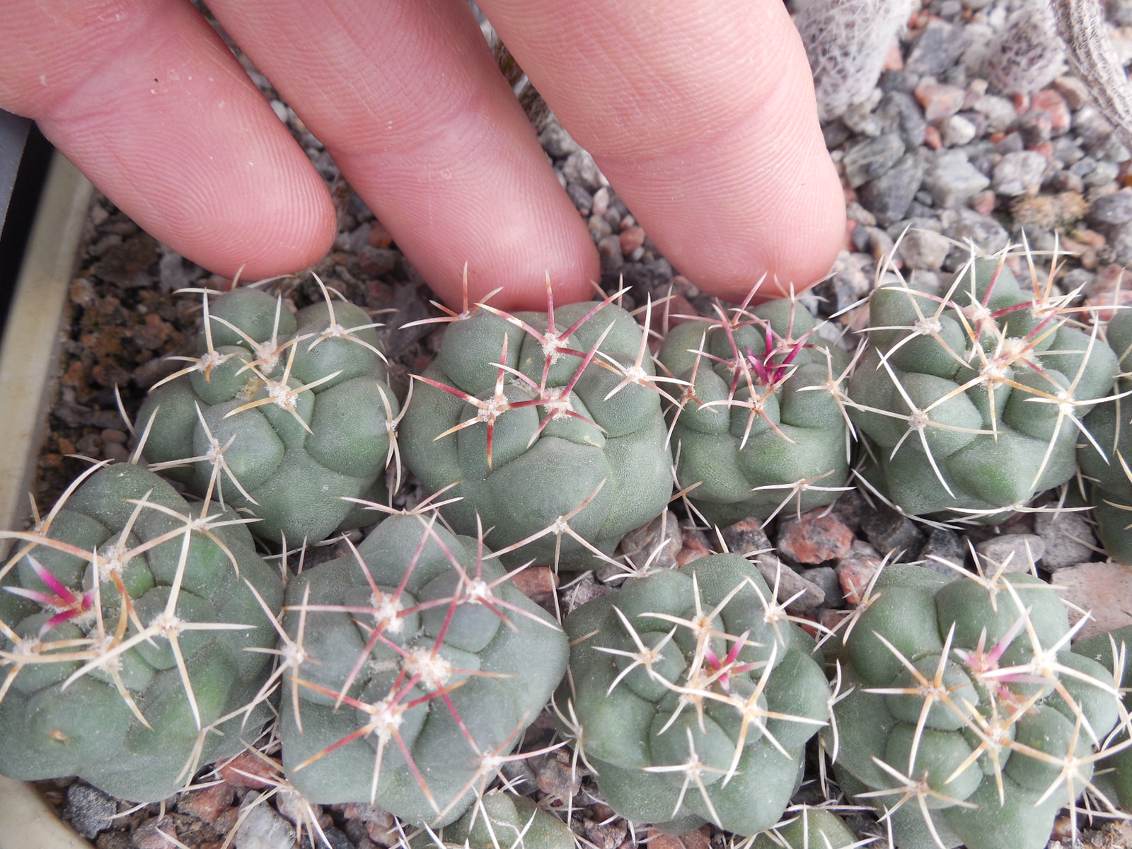 Thelocactus hexaedrophorus