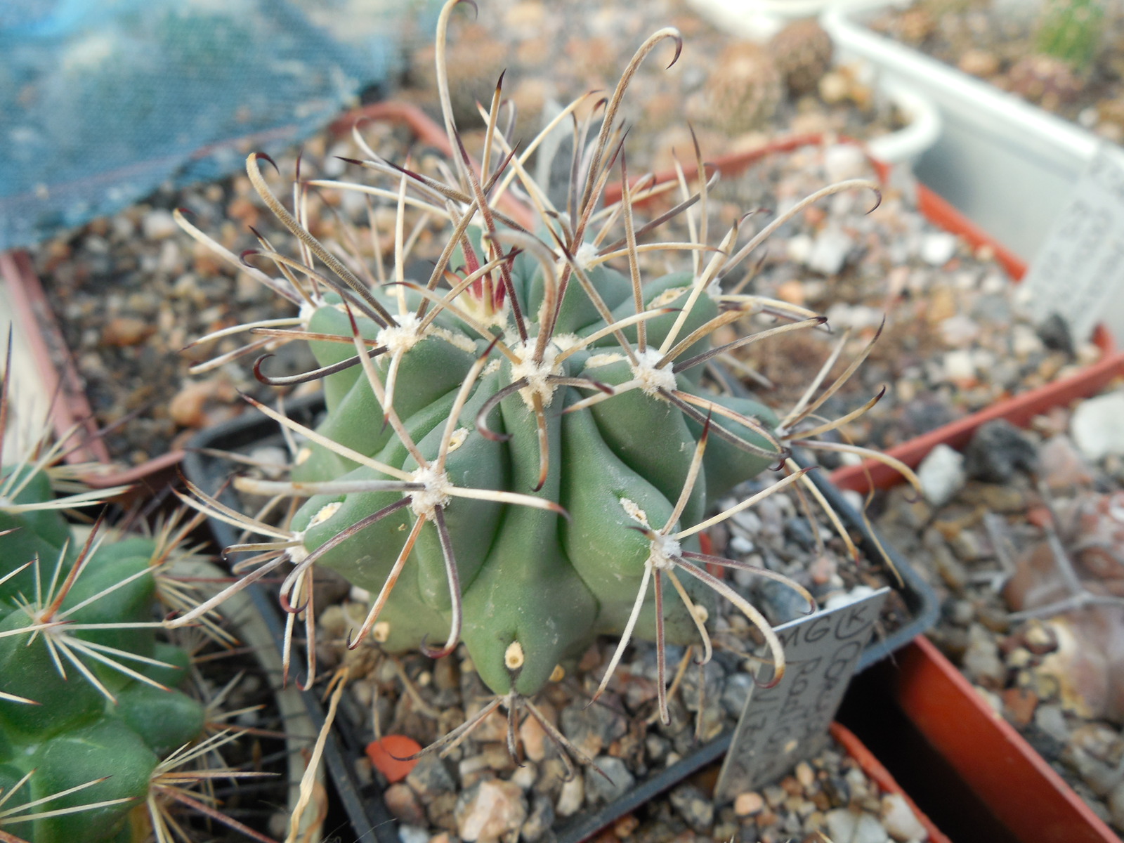 Glandulicactus uncinatus DJF 615 - black flower - Catorse, SLP. - MG -