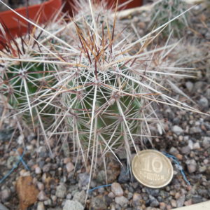 Echinocereus engelmanii - v.chrysocentrus - Indian Springs, NV. super spines - MG -
