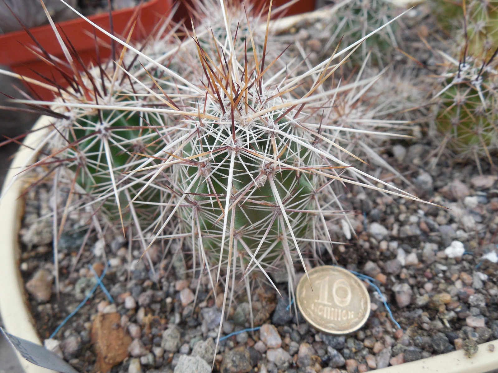 Echinocereus engelmanii - v.chrysocentrus - Indian Springs, NV. super spines - MG -