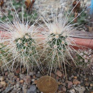 Echinocereus longisetus SB 1634 - Sierra Del Carmen, Coah. - MG -