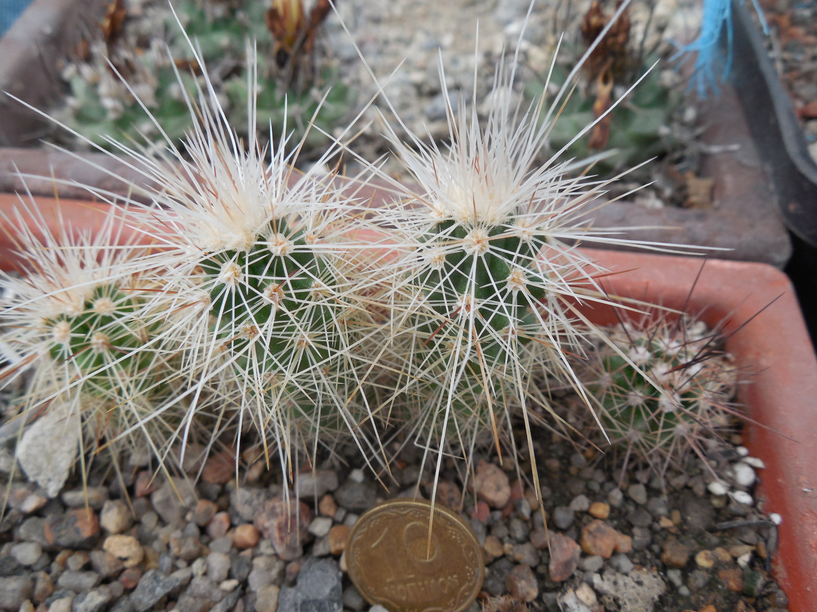 Echinocereus longisetus SB 1634 - Sierra Del Carmen, Coah. - MG -
