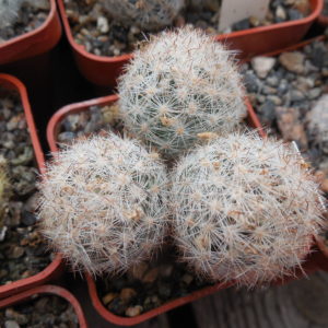Escobaria chaffeyi SB 1440 -  Mexicó,  San Luis Potosi (Catorce) (Копировать)