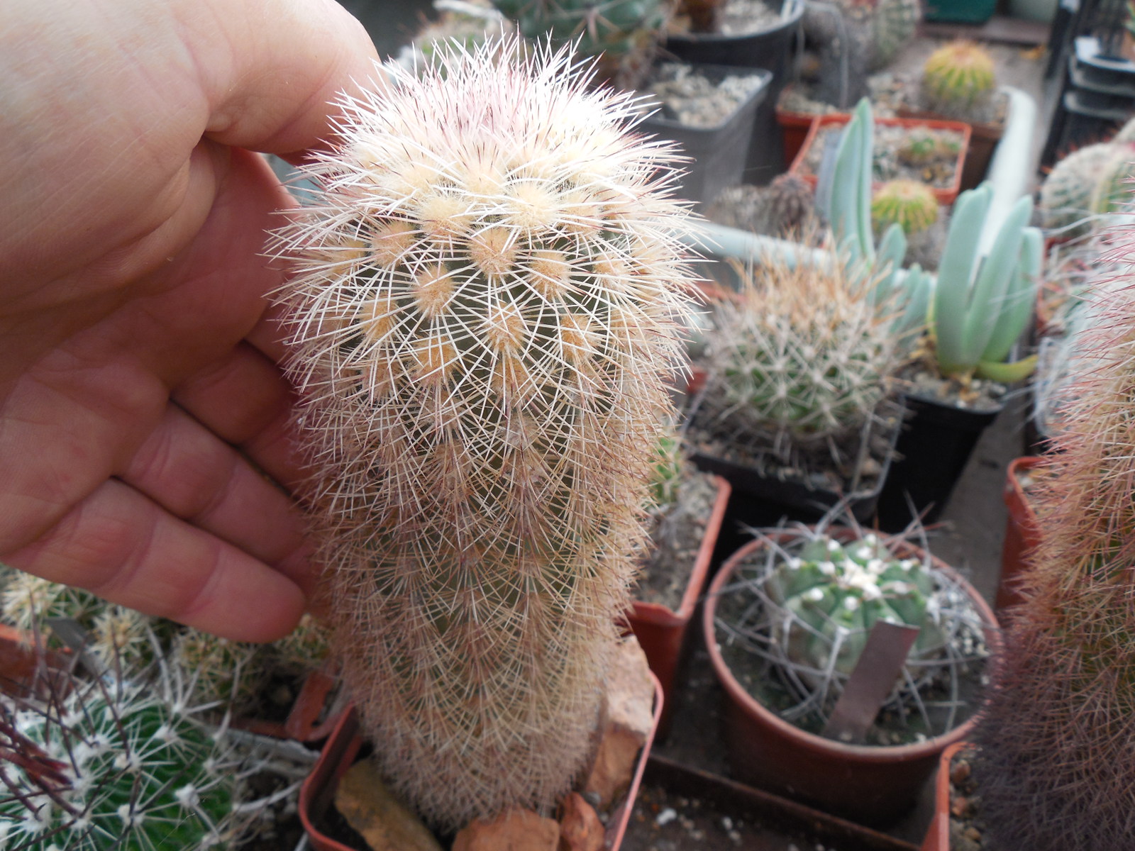 Echinocereus dasyacanthus