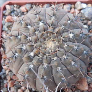 Gymnocalycium obductum