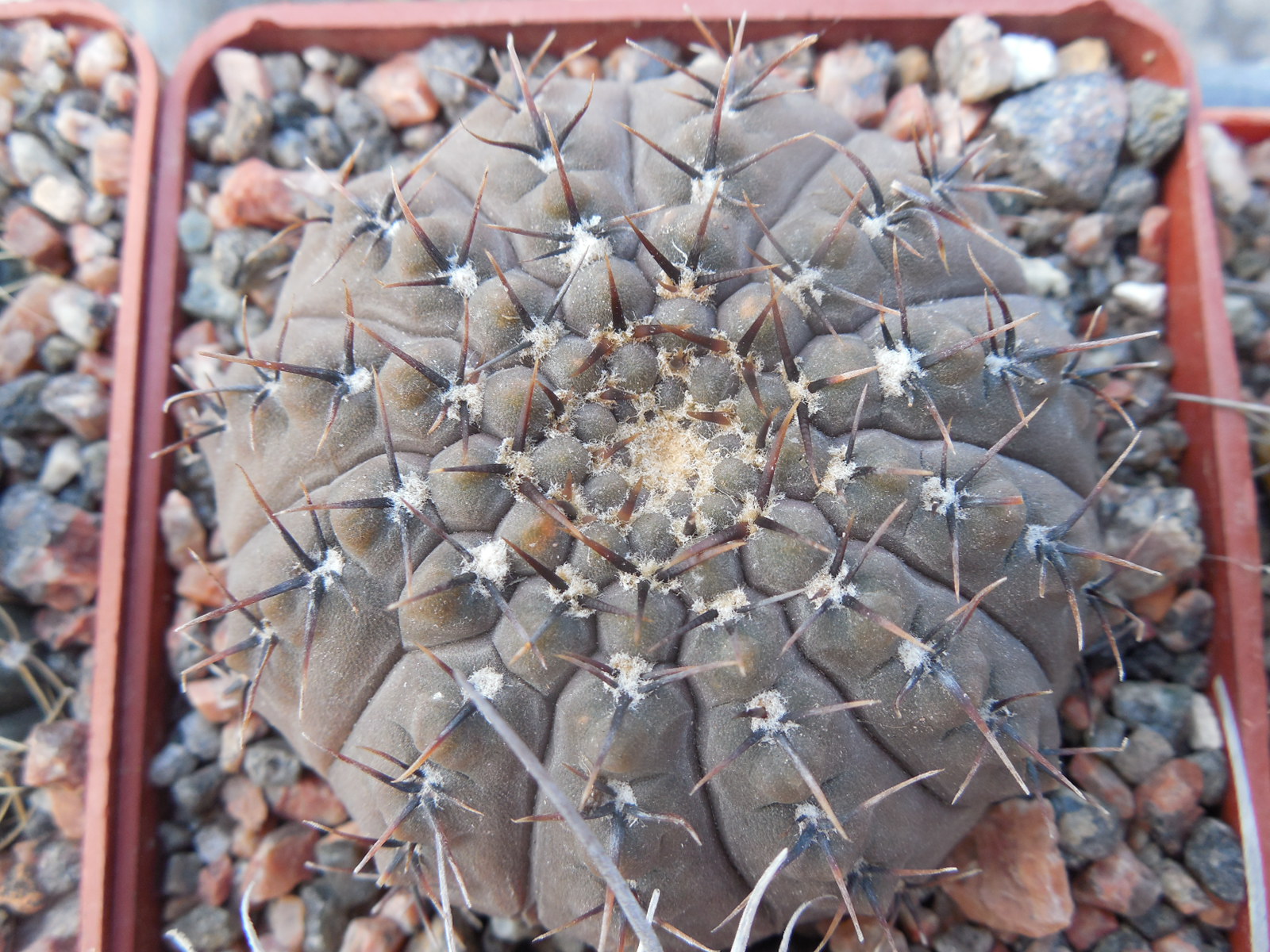 Gymnocalycium obductum