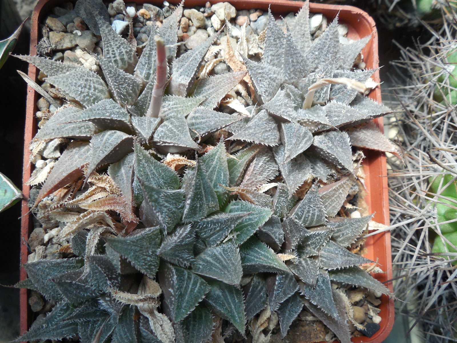 Haworthia magnifica - v.major - MG -