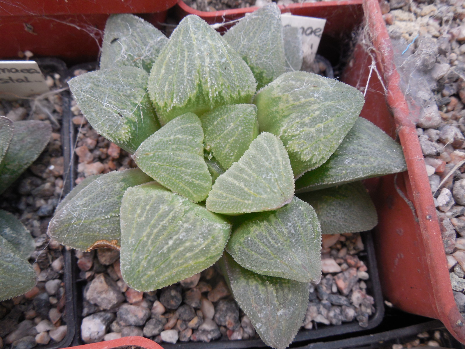 Haworthia pygmaea - v. cristalina - Plapp -